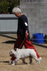 DOG_3455
