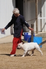 DOG_3459