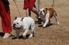 DOG_3463
