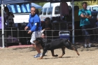 DOG_3623