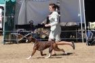 DOG_3631