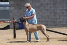 DOG_3652