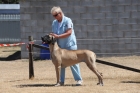 DOG_3653