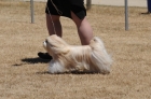 DOG_3671