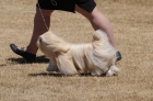 DOG_3672