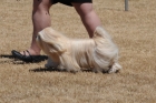 DOG_3675