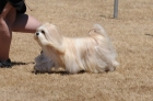 DOG_3676