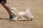 DOG_3678