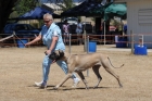 DOG_3700