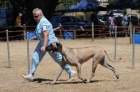 DOG_3703