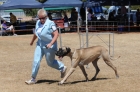 DOG_3707