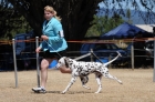 DOG_3722