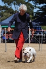 DOG_3732
