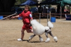 DOG_3755
