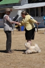 DOG_3774