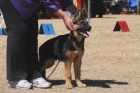 DOG_3921