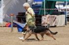 DOG_3936