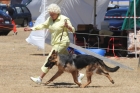 DOG_3938