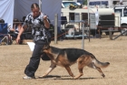 DOG_4018
