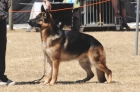 DOG_4038