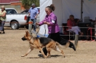 DOG_4059