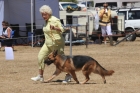 DOG_4113