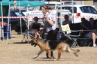 DOG_4161