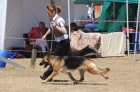 DOG_4165