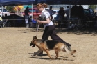 DOG_4187