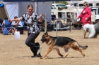 DOG_4202