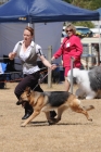 DOG_4206