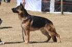 DOG_4216
