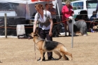 DOG_4219