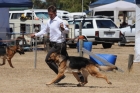 DOG_4228