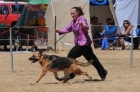 DOG_4234