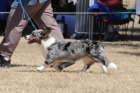DOG_4246