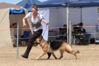 DOG_4254