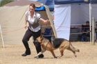 DOG_4256