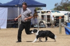 DOG_4264