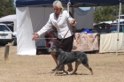 DOG_4267