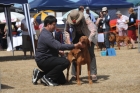 DOG_4292