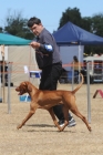 DOG_4299