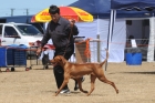 DOG_4306