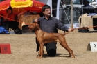 DOG_4352