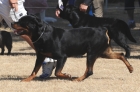 DOG_4629