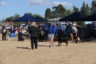 DOG_4637