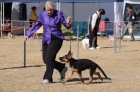 DOG_4667