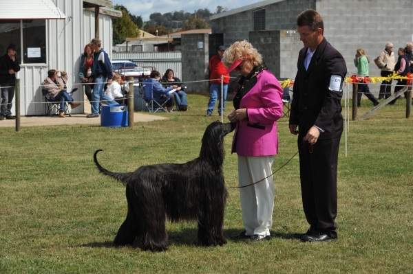 dogshows"