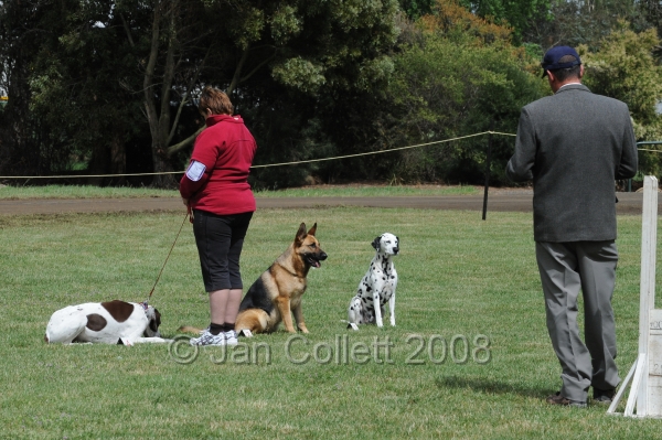 DOG_5584.jpg