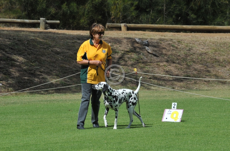 DOG_3324.JPG